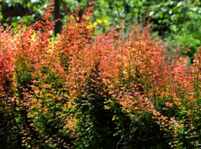 A compact bushy invasive shrub with small, oval leaves transitioning from green to red along its thorny branches.