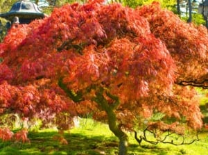 A large Japanese maple tree with crimson leaves cascading over dark, curved branches in a sunny fall garden, which is perfect for planting in October.