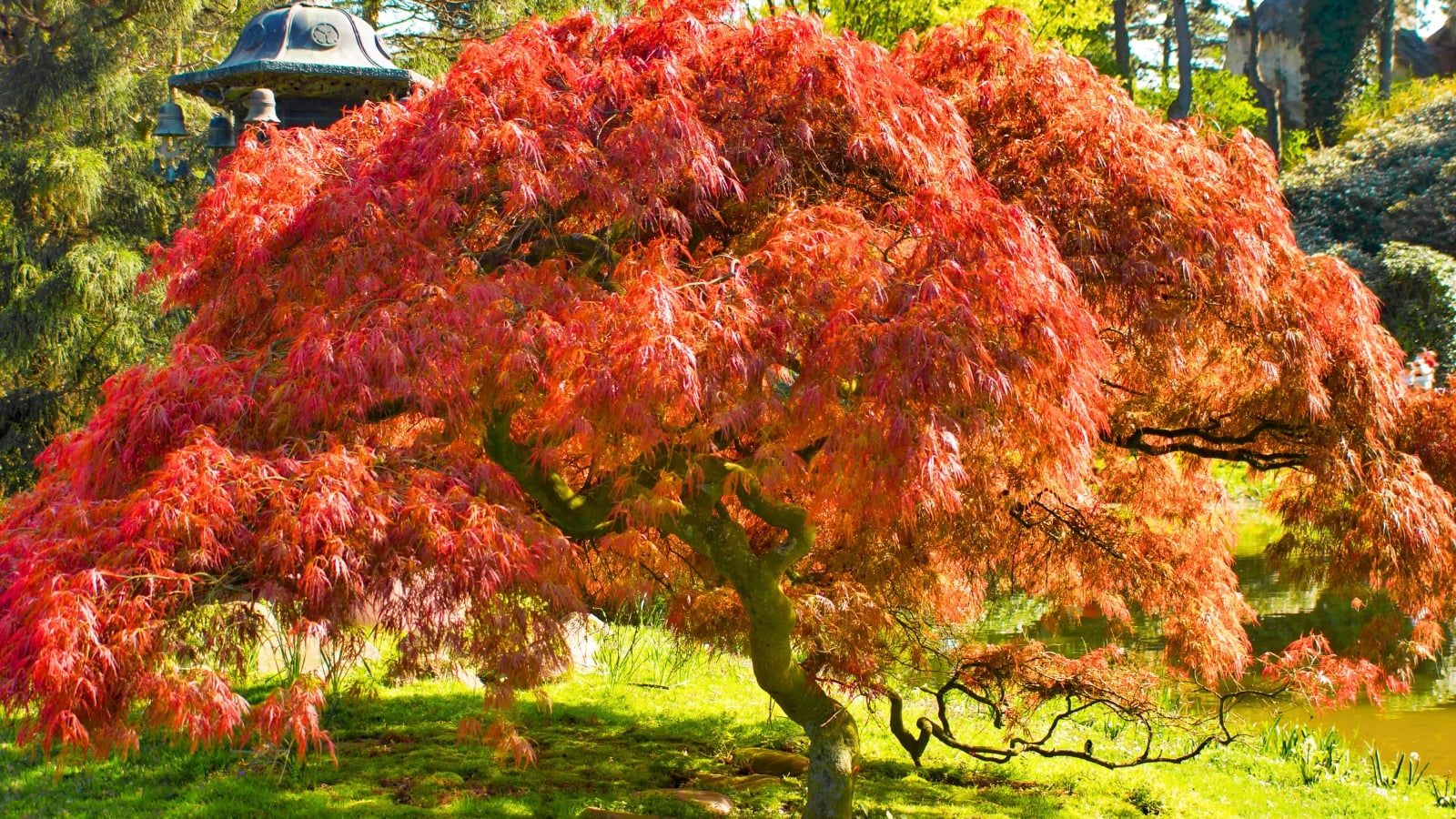 A large Japanese maple tree with crimson leaves cascading over dark, curved branches in a sunny fall garden, which is perfect for planting in October.