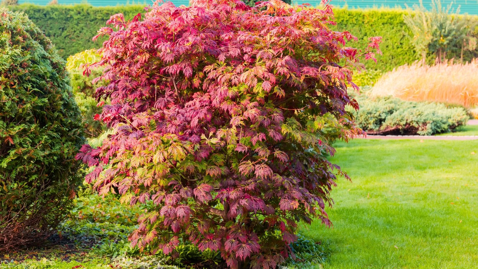 The Top 9 Japanese Maple Varieties for Home Landscaping
