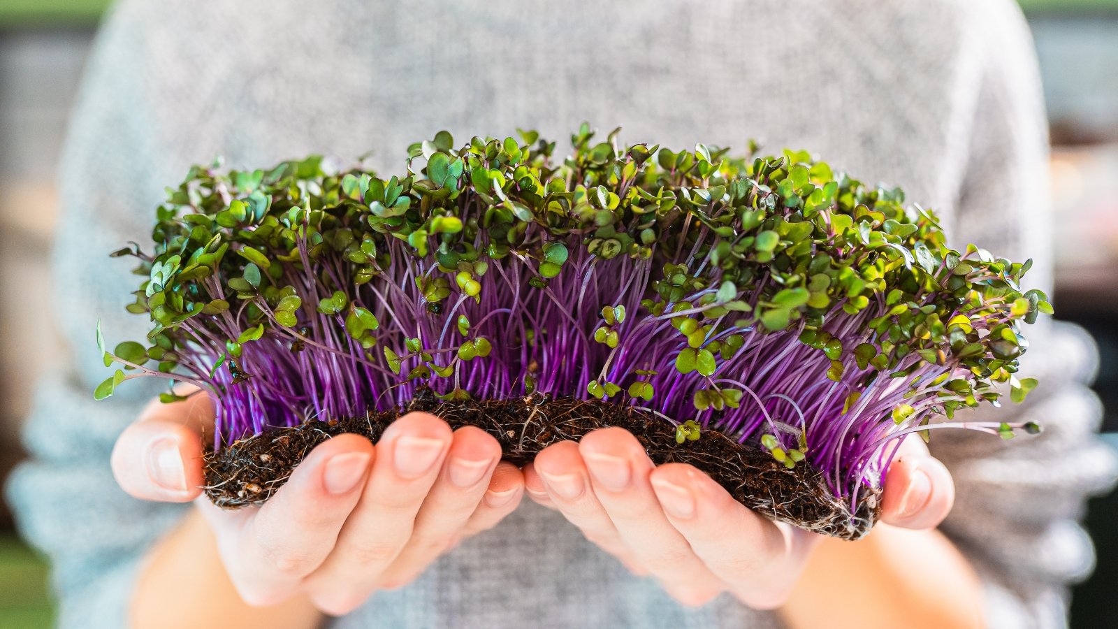 Hands gently holding kohlrabi microgreens with broad, heart-shaped cotyledons and small purple stems emerging from the soil.
