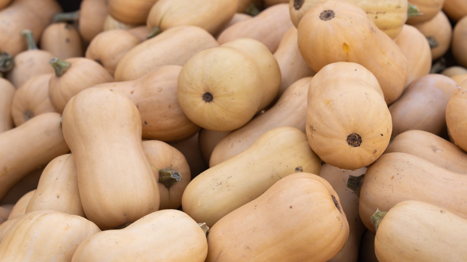 A large pile of pale tan, elongated butternut squash fruits with smooth, matte skin is stacked together.