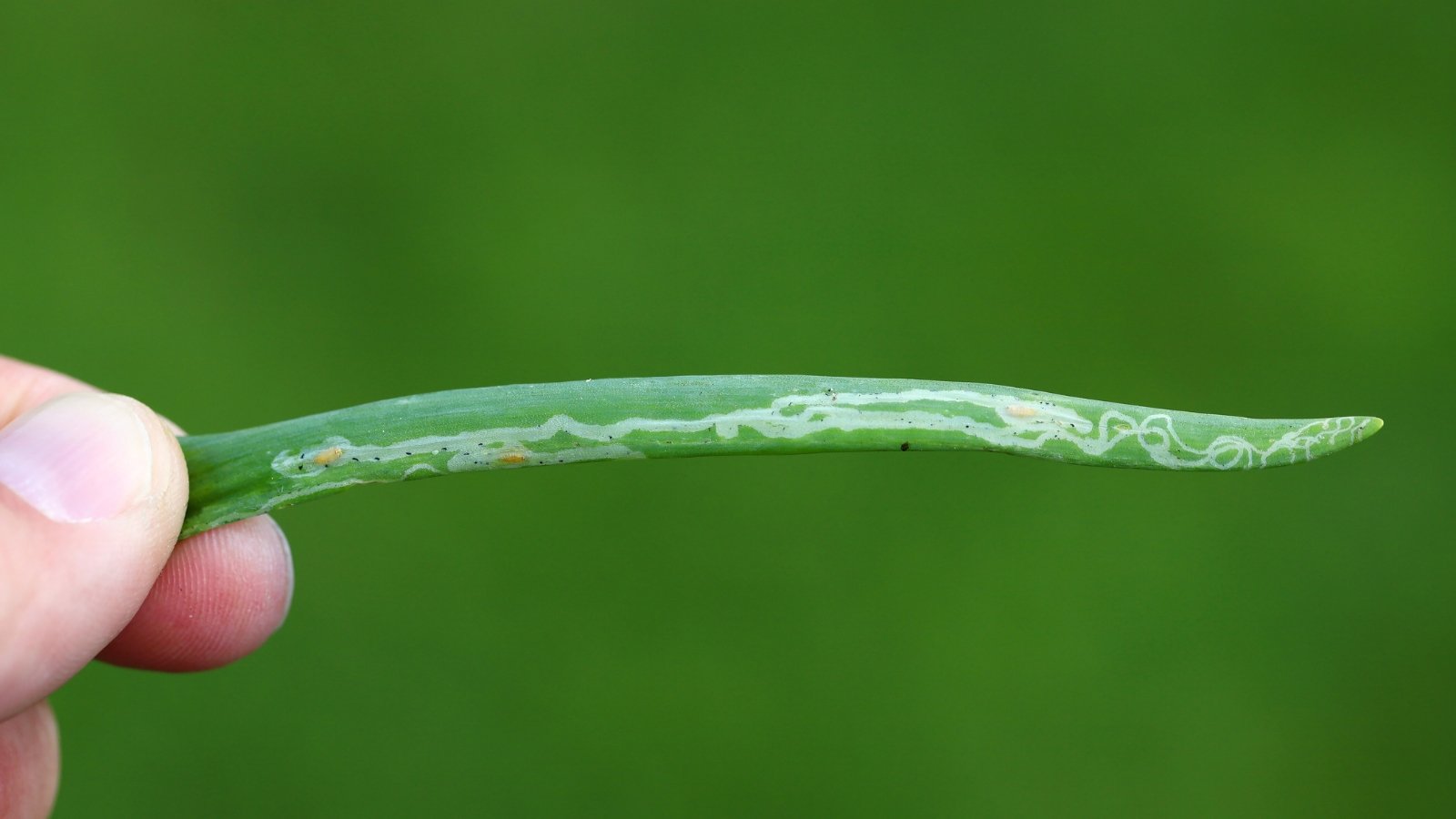 A man’s hand holds a garlic leaf with visible damage, showing small tunnels and discoloration caused by leaf miner fly larvae.
