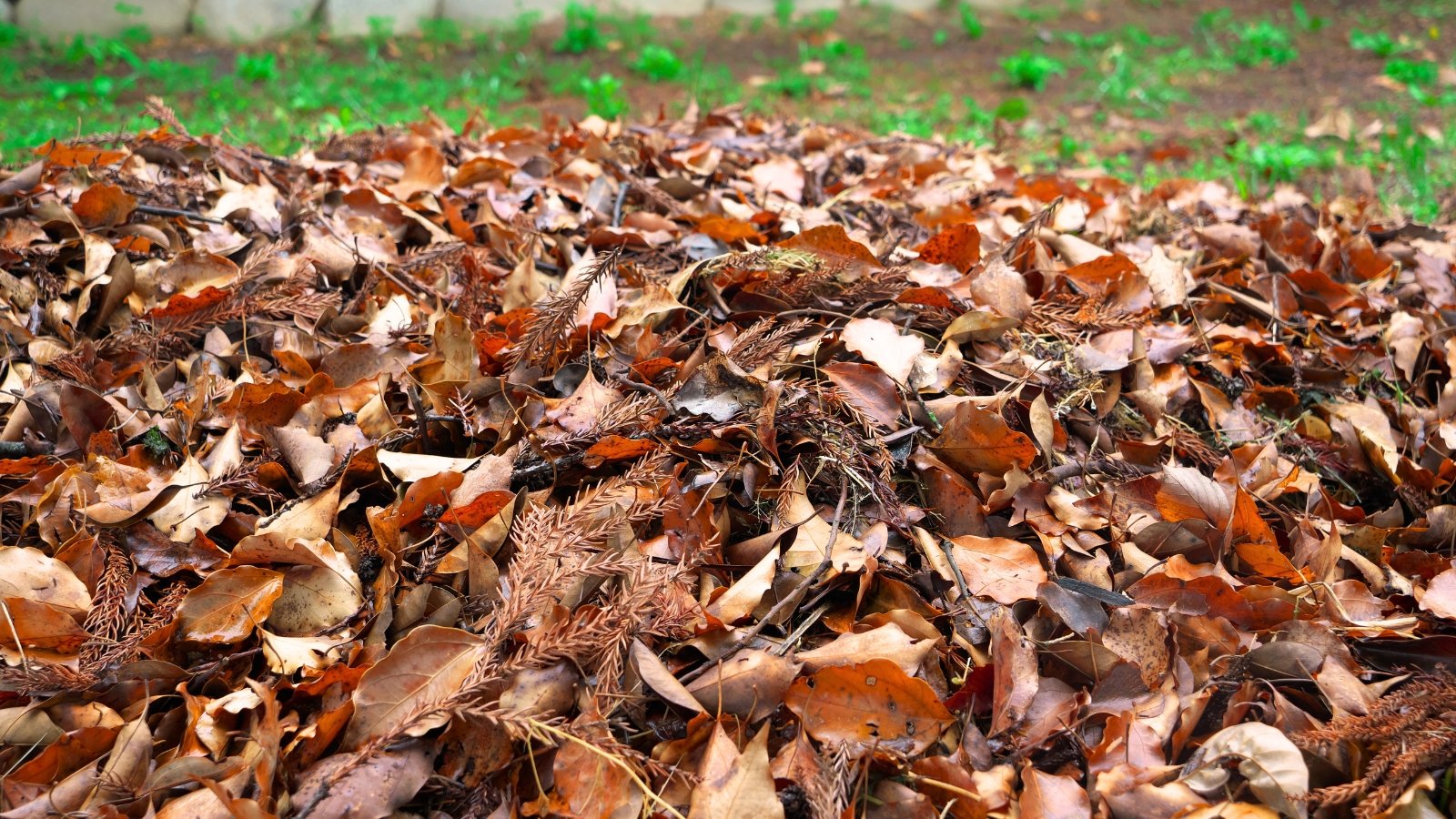 Garden soil covered with a layer of colorful autumn leaves, creating a natural mulch of reds, oranges, and brown.