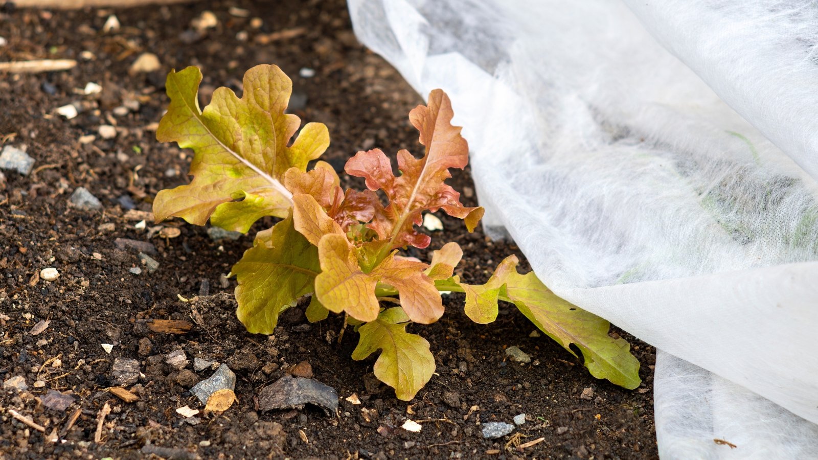 Young lettuce plants with green and purple curly leaves grow under a white fleece row cover, protected in a garden bed.