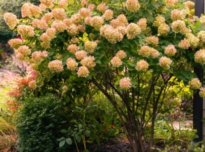 A limelight hydrangea tree displays large, conical flower clusters transitioning from pale green to creamy soft pink, surrounded by various companion plants in the flower bed.