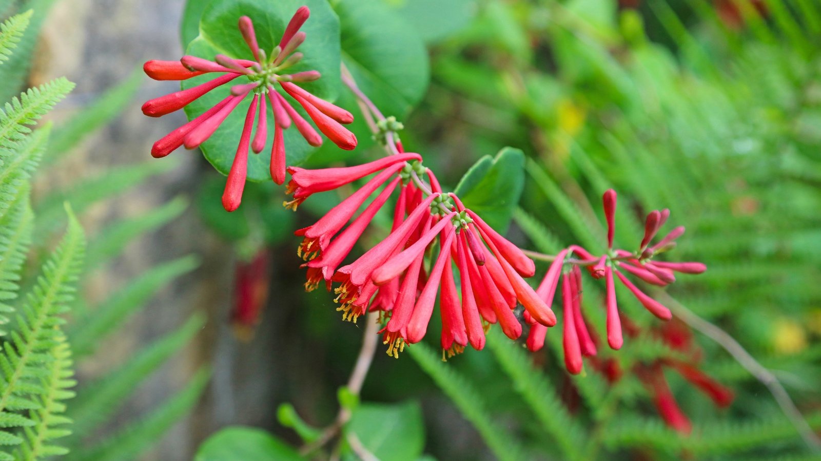 Slender, tubular, lipstick-red flowers with yellow stamens extend outward from a green vine structure.