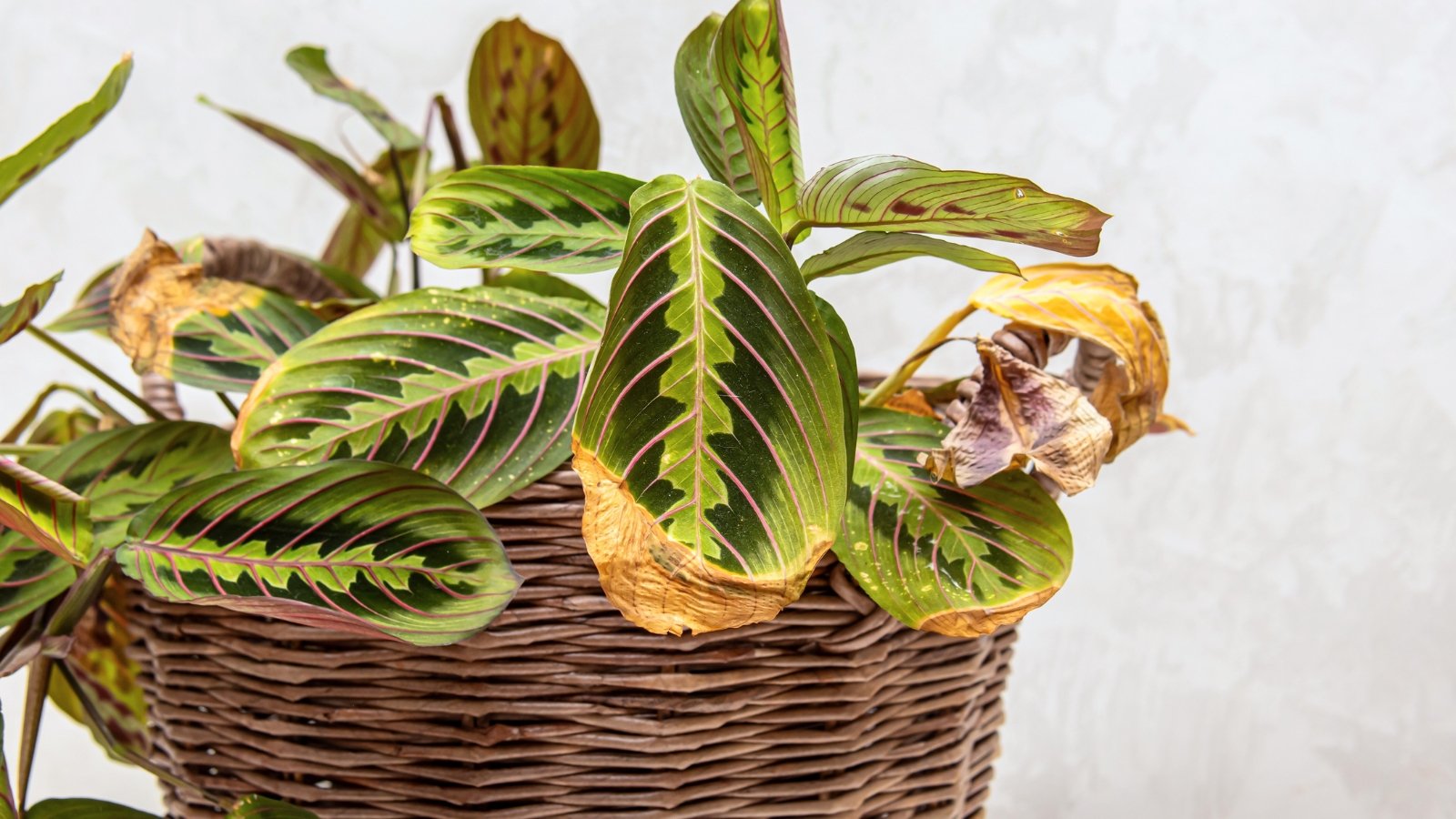 A maranta plant sits in a woven basket with leaves showing browning and curling damage from frost exposure.