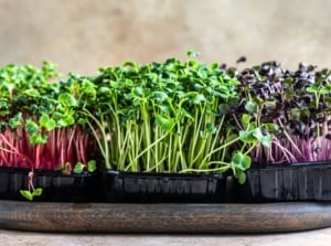 Three types of radish, basil, and kohlrabi microgreens with vibrant leaves and delicate stems growing densely from seeds in black trays in November.