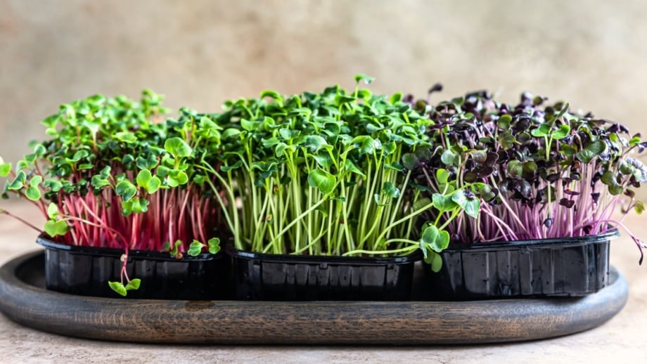 Three types of radish, basil, and kohlrabi microgreens with vibrant leaves and delicate stems growing densely from seeds in black trays in November.
