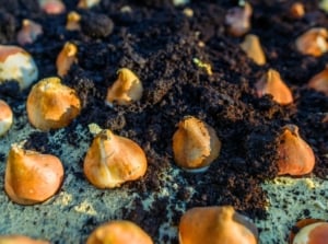Close-up of rows of tulip bulbs partially covered with dark compost mulch in a garden bed.