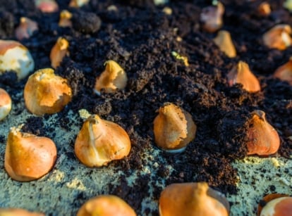 Close-up of rows of tulip bulbs partially covered with dark compost mulch in a garden bed.