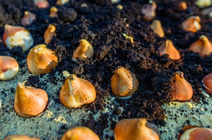 Close-up of rows of tulip bulbs partially covered with dark compost mulch in a garden bed.