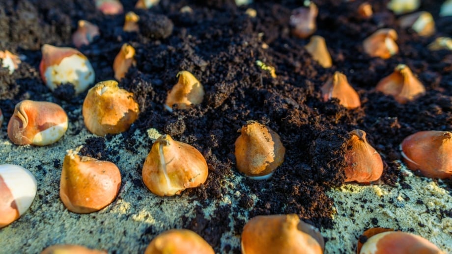 Close-up of rows of tulip bulbs partially covered with dark compost mulch in a garden bed.