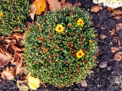 Almost not blooming mums form clumps with gray-green leaves and red buds beginning to open into orange-yellow flowers, set in an autumn flower bed covered with fallen leaves.