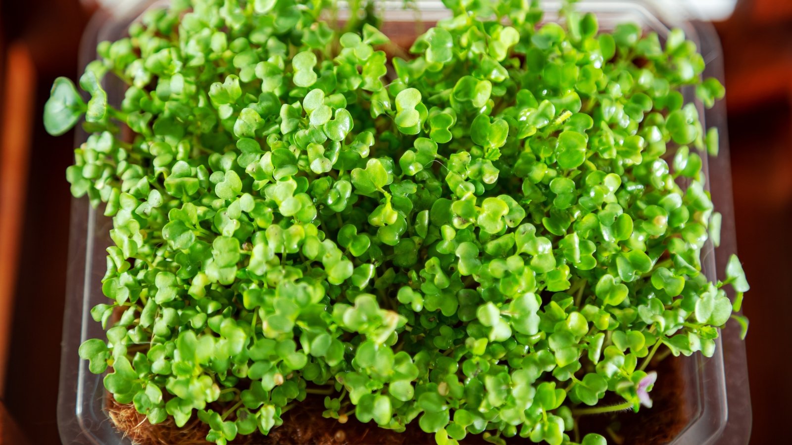 A tray filled with mustard microgreens showing bright green, rounded cotyledons emerging from dense, tender stems.
