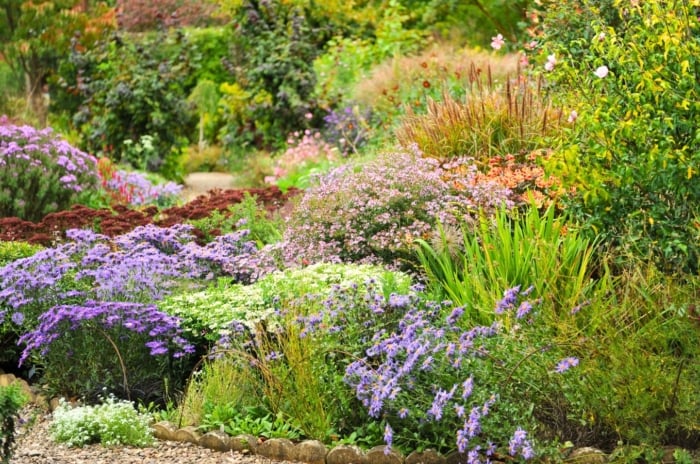 A large blooming garden filled with a mix of colorful perennials, annuals, shrubs, and trees is arranged following the native plant 70-30 rule, creating a balanced and diverse landscape.