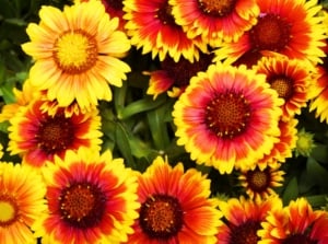 A profusion of reddish-orange composite flowers blooming from native seeds planted in October.