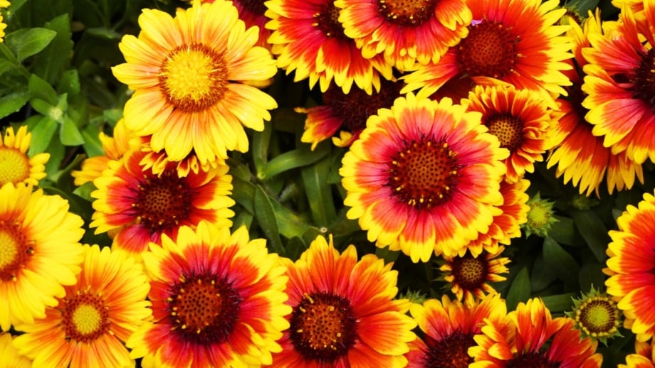 A profusion of reddish-orange composite flowers blooming from native seeds planted in October.