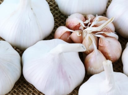 Nootka rose garlic bulbs with multiple cloves are spread out on the table, showing their pinkish papery skins and natural off-white color.