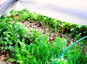 Rows of young carrot and beet plants with green tops sprouting under protective row covers in a November garden.