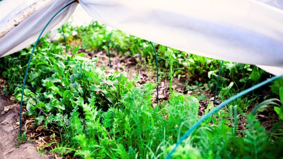 Rows of young carrot and beet plants with green tops sprouting under protective row covers in a November garden.