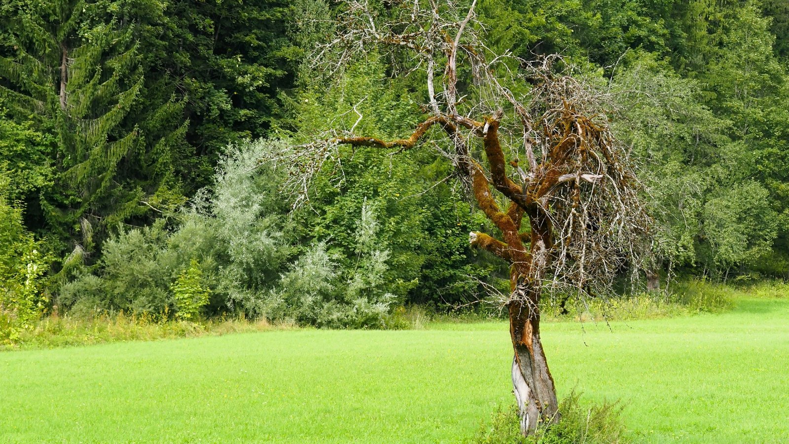 An old, leafless apple tree stands alone in the yard with gnarled, weathered branches reaching upward.