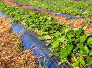 A strawberry plantation shows rows of plants growing with straw serving as organic mulch and black plastic sheets as synthetic mulch, covering the soil for protection and moisture retention.