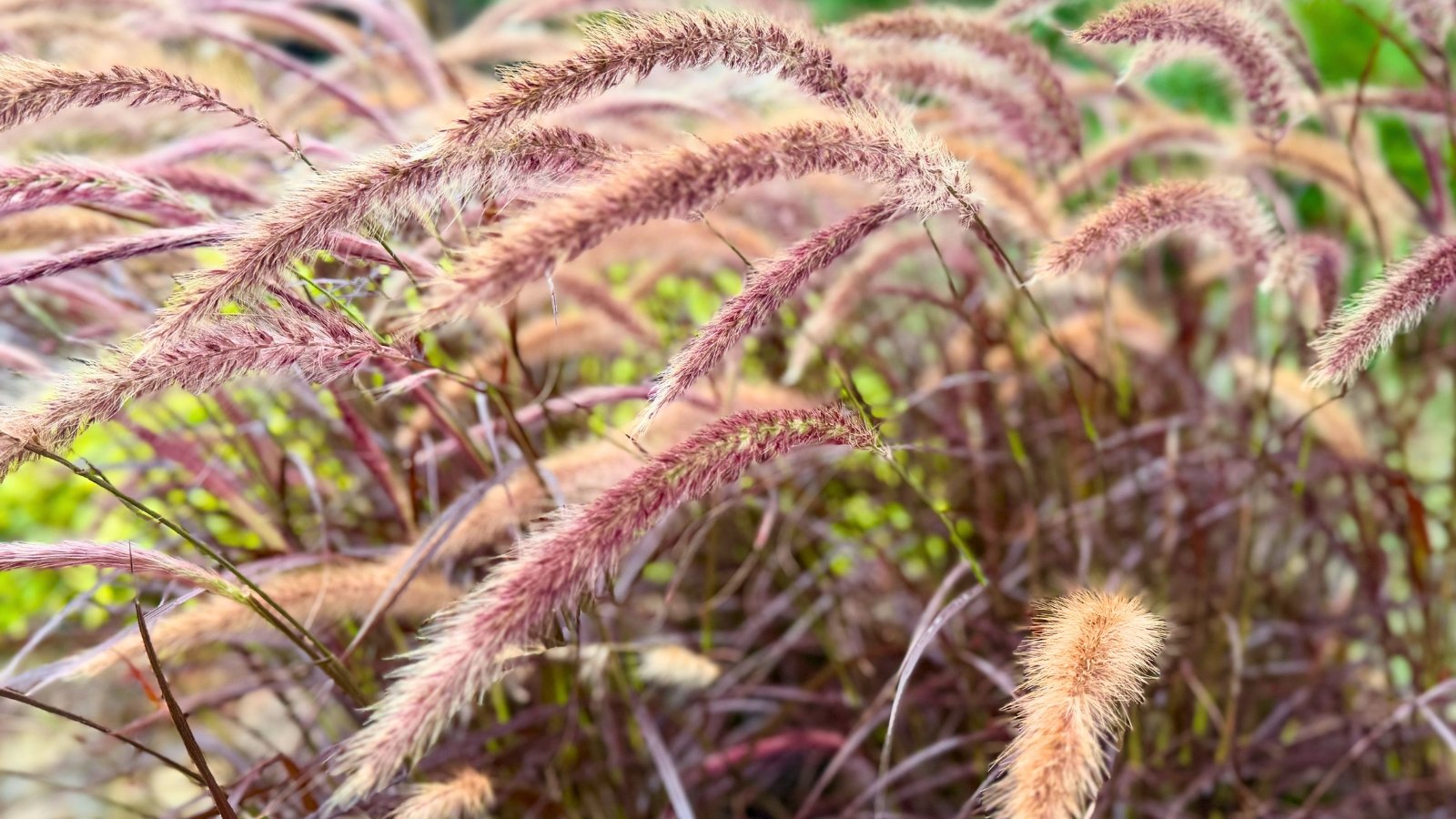 A close-up of ornamental grass shows slender, deep purple leaves and delicate, feathery pinkish-gold flower spikes.
