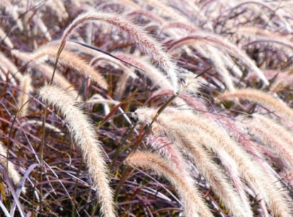 Purple fountain grass with frosted purple foliage and pinkish-gold spikes stands in a winter garden, showing how to overwinter purple fountain grass successfully.