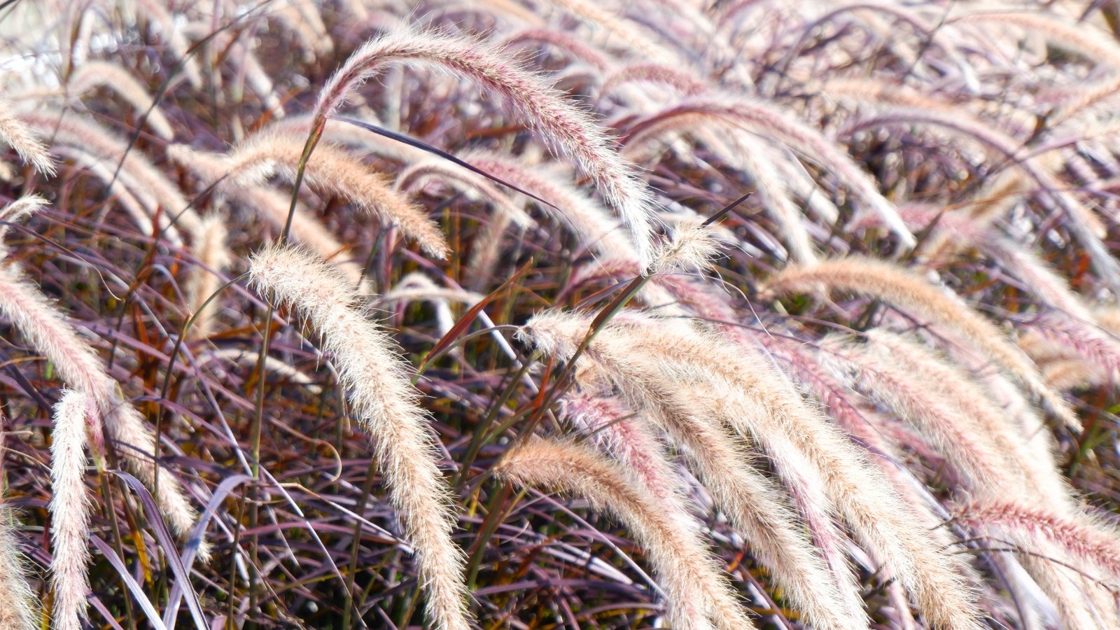 How to Overwinter Purple Fountain Grass