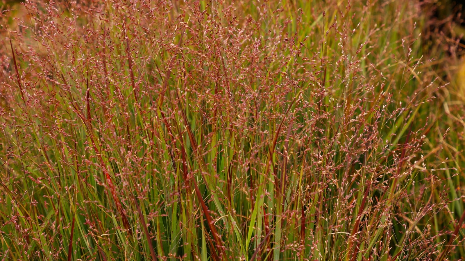 Tall, slender green stems are topped with airy, feathery plumes in shades of tan and bronze, with narrow leaves arching gracefully from the base and subtle red tips adding a warm accent.