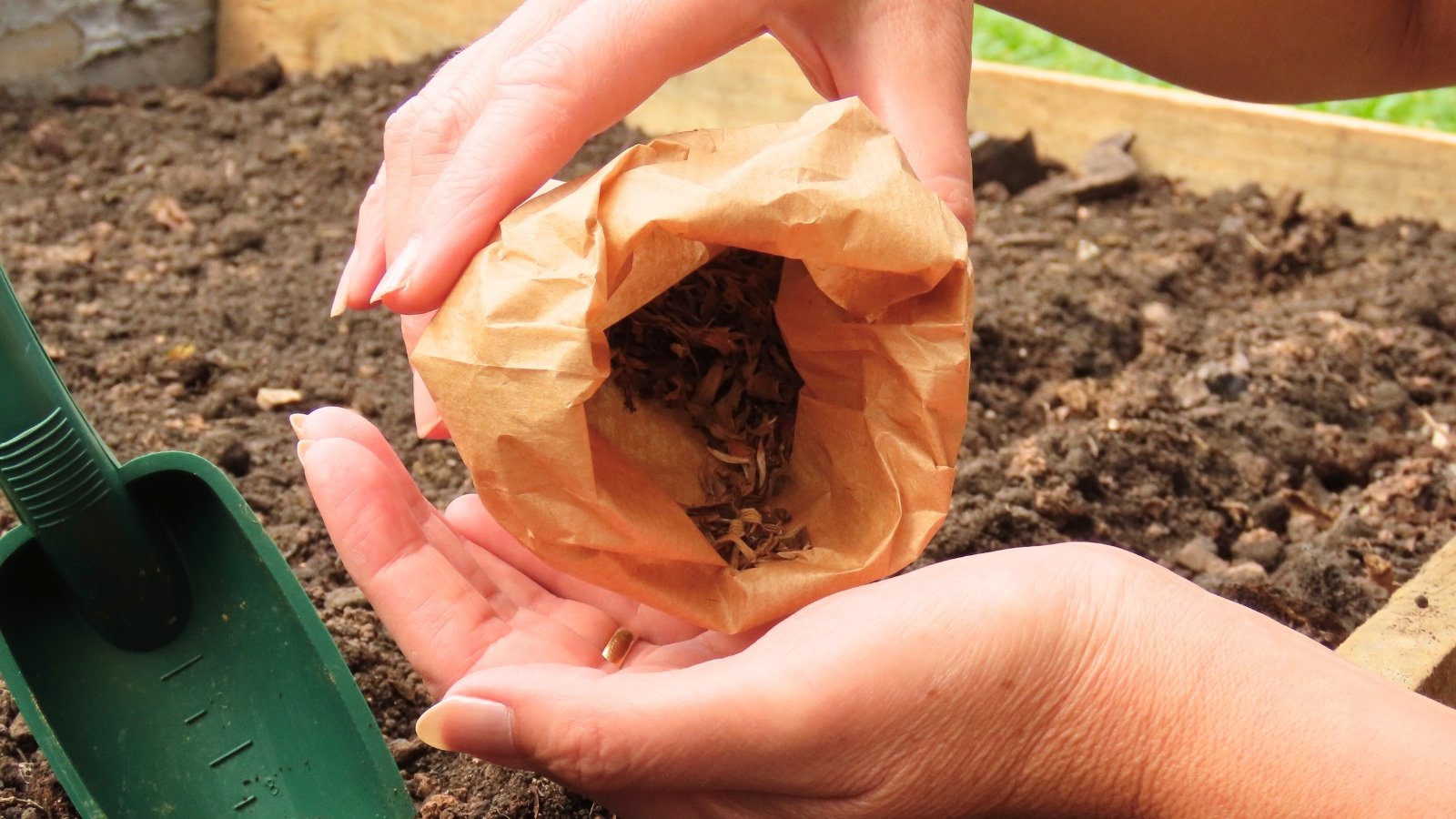 A woman’s hands hold a brown paper package with zinnia seeds over a wooden raised garden bed.