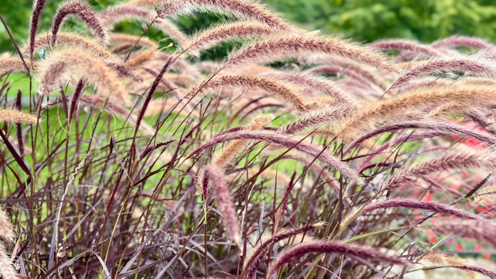 Ornamental grass displays arching burgundy-red foliage topped with feathery, soft reddish-purple flower plumes swaying gracefully.