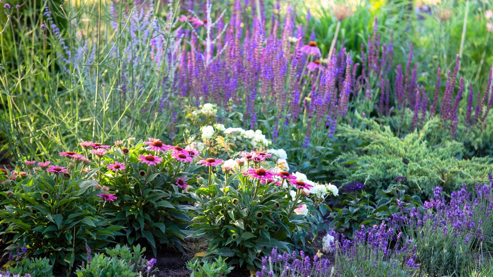 A perennial flowerbed bursts with coneflowers, white roses, lavender, verbena, and salvia, showing vibrant blooms of varied shapes and colors, complemented by textured green foliage and dense leafy stems.