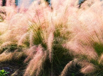 Perennial grass with slender green stems and narrow leaves topped by airy plumes of pinkish-purple flowers creates a soft cloud-like effect, making it a striking choice to plant before frost for vibrant autumn color.