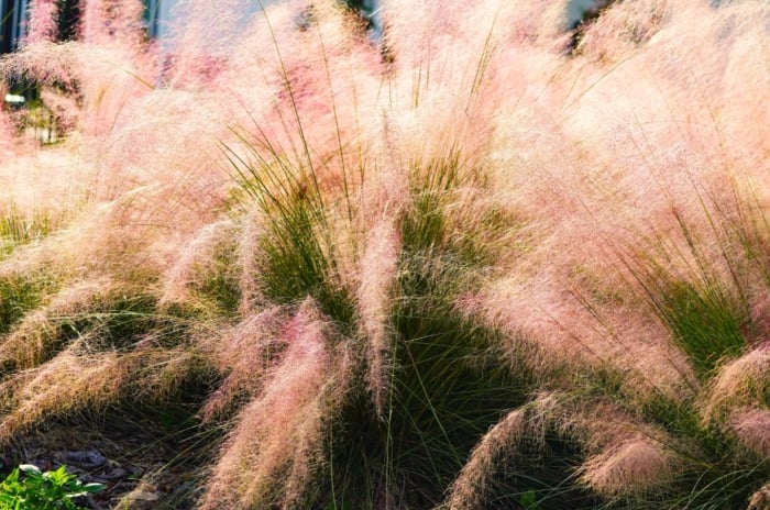 Perennial grass with slender green stems and narrow leaves topped by airy plumes of pinkish-purple flowers creates a soft cloud-like effect, making it a striking choice to plant before frost for vibrant autumn color.