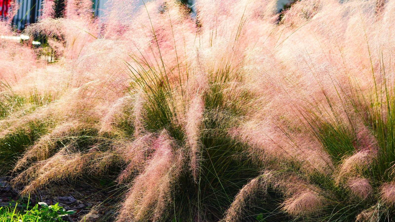 Perennial grass with slender green stems and narrow leaves topped by airy plumes of pinkish-purple flowers creates a soft cloud-like effect, making it a striking choice to plant before frost for vibrant autumn color.