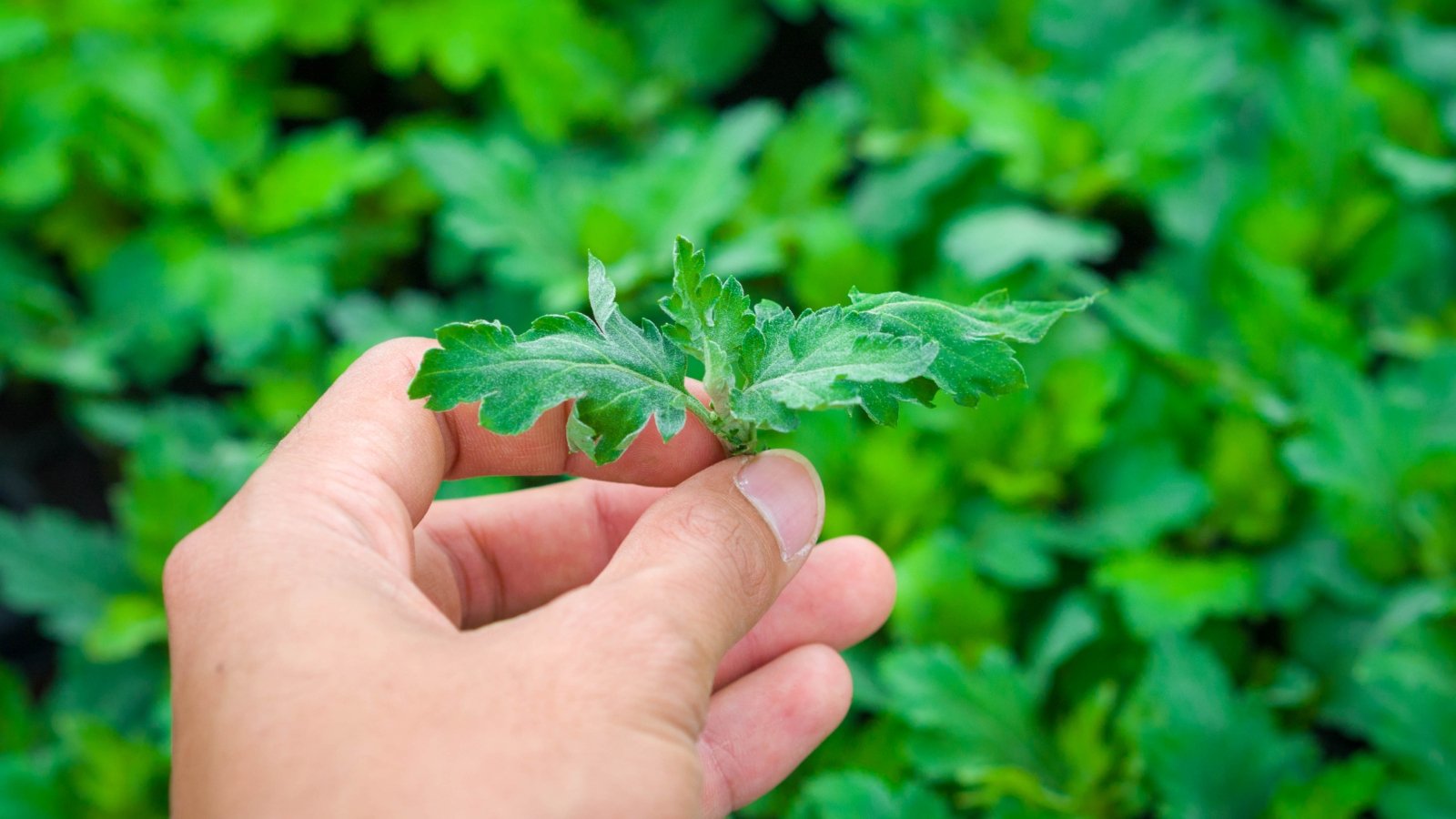 A female hand gently pinches the top of a chrysanthemum seedling, encouraging bushy growth, with small green leaves visible around the stem.