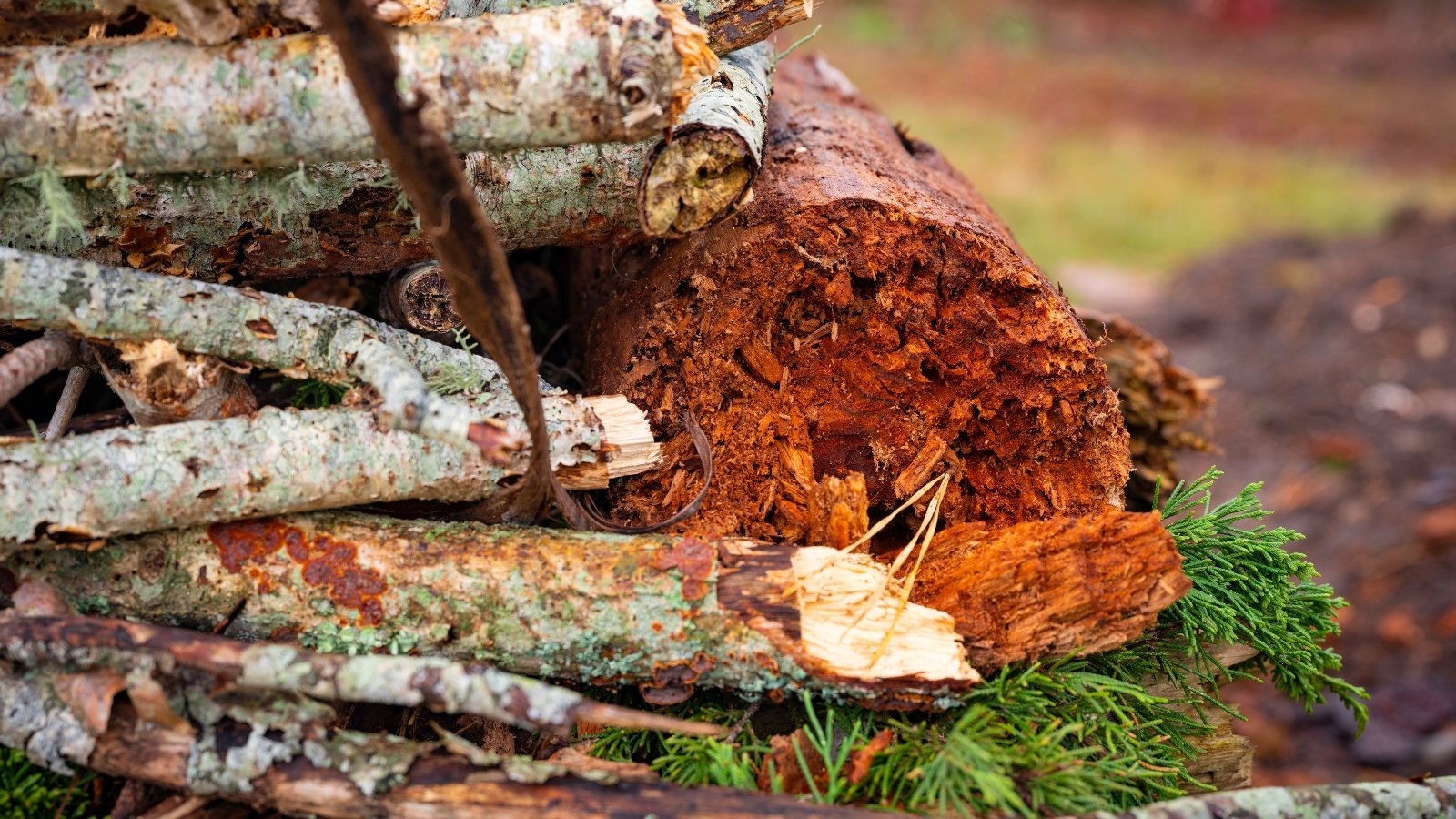 A large pine log lies layered with medium-sized pine twigs, forming a textured structure that provides shelter and nesting opportunities for wildlife habitat.