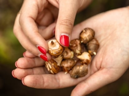 Woman’s hands with red nails hold small, plump crocus bulbs, ready to be planted in the soil.