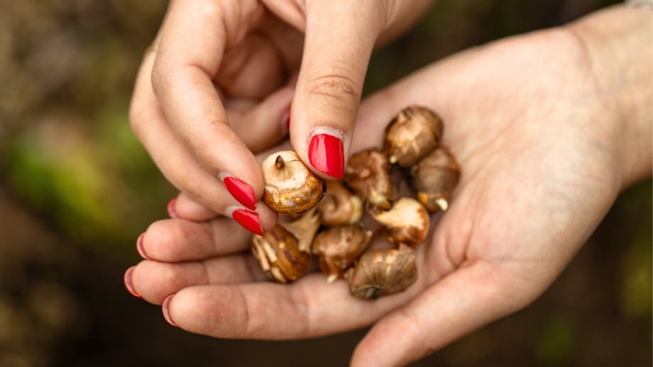 Woman’s hands with red nails hold small, plump crocus bulbs, ready to be planted in the soil.