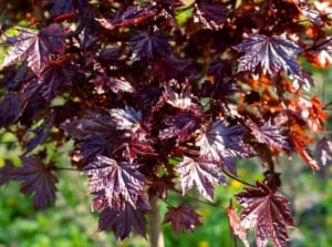 Close-up of a maple tree showing broad, five-lobed leaves with sharply serrated edges in deep burgundy-red, ideal to plant in October for vibrant fall color.