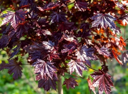 Close-up of a maple tree showing broad, five-lobed leaves with sharply serrated edges in deep burgundy-red, ideal to plant in October for vibrant fall color.