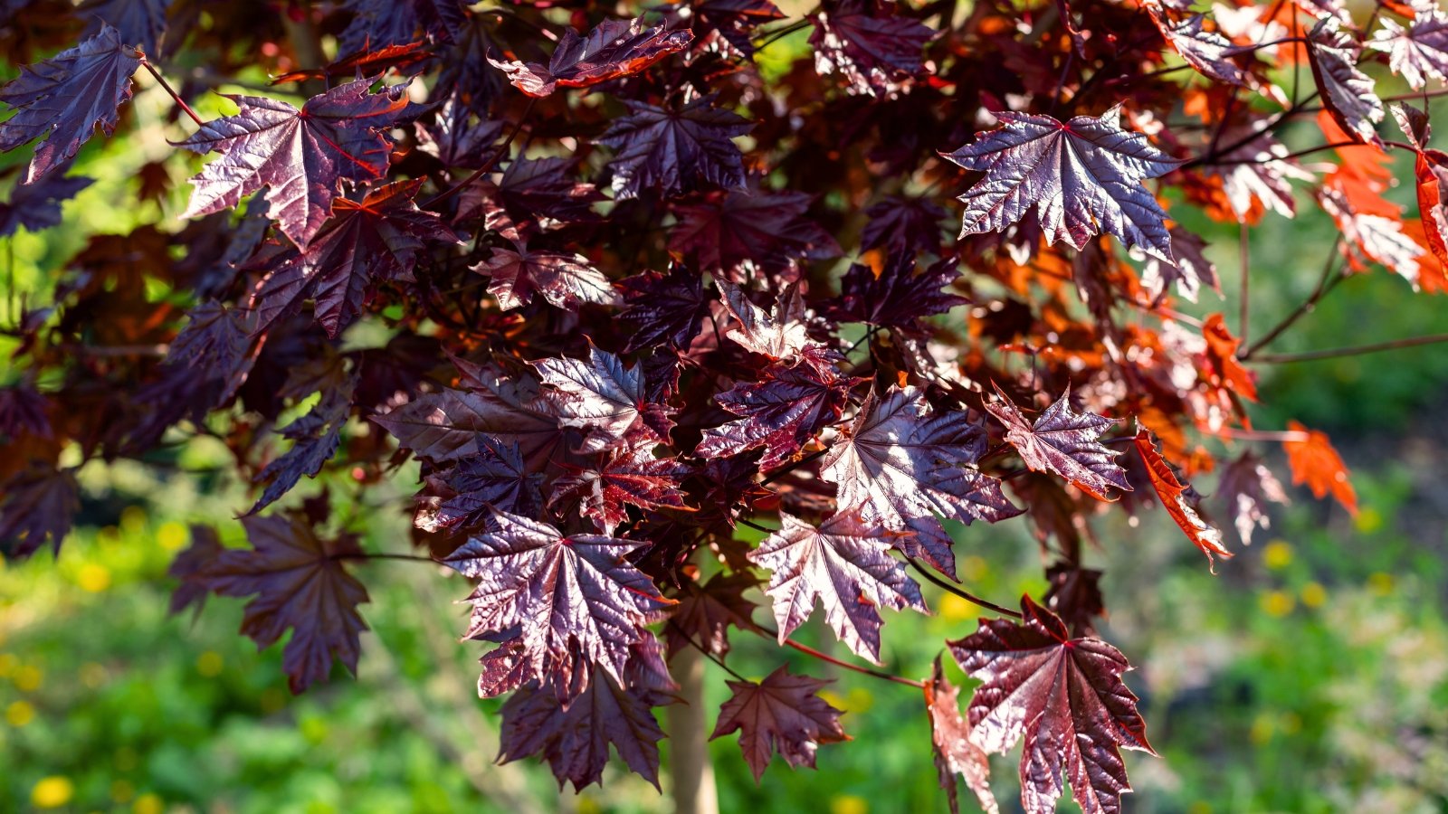 Close-up of a maple tree showing broad, five-lobed leaves with sharply serrated edges in deep burgundy-red, ideal to plant in October for vibrant fall color.