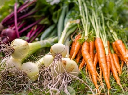 Freshly harvested crops for November planting, featuring white-bulbed onions, slender orange carrots with tapering roots, and long-stemmed reddish-purple beets.