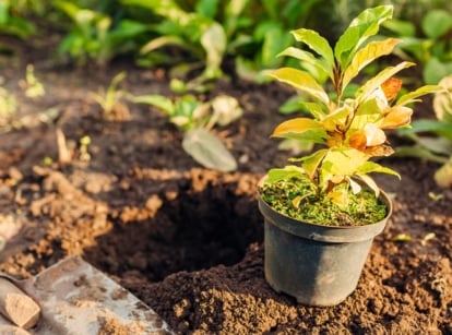 Preparation to plant a small magnolia tree from a container into the soil in a fall garden, with a dug hole and shovel nearby, ideal for November in zones 8–10.