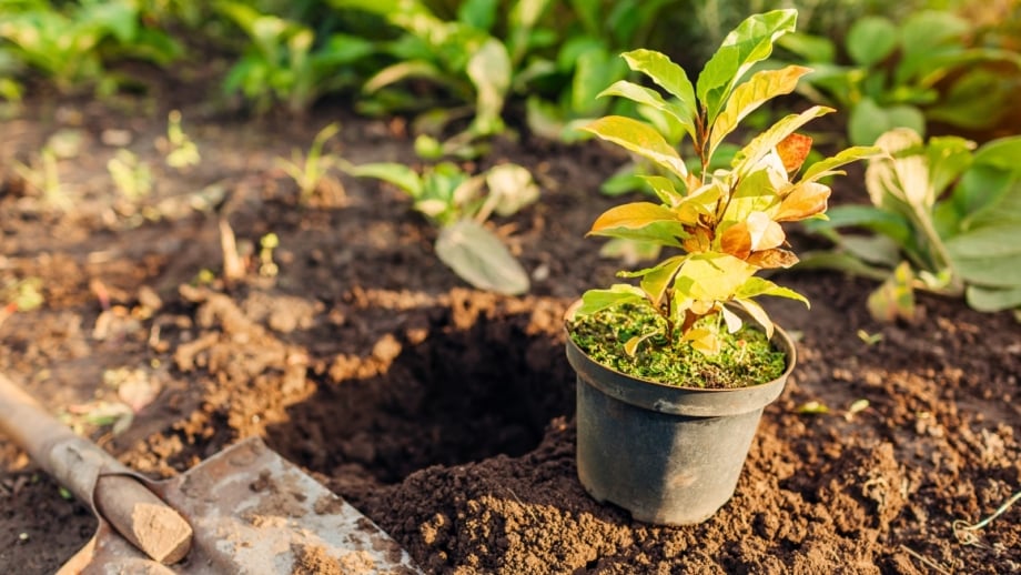 Preparation to plant a small magnolia tree from a container into the soil in a fall garden, with a dug hole and shovel nearby, ideal for November in zones 8–10.