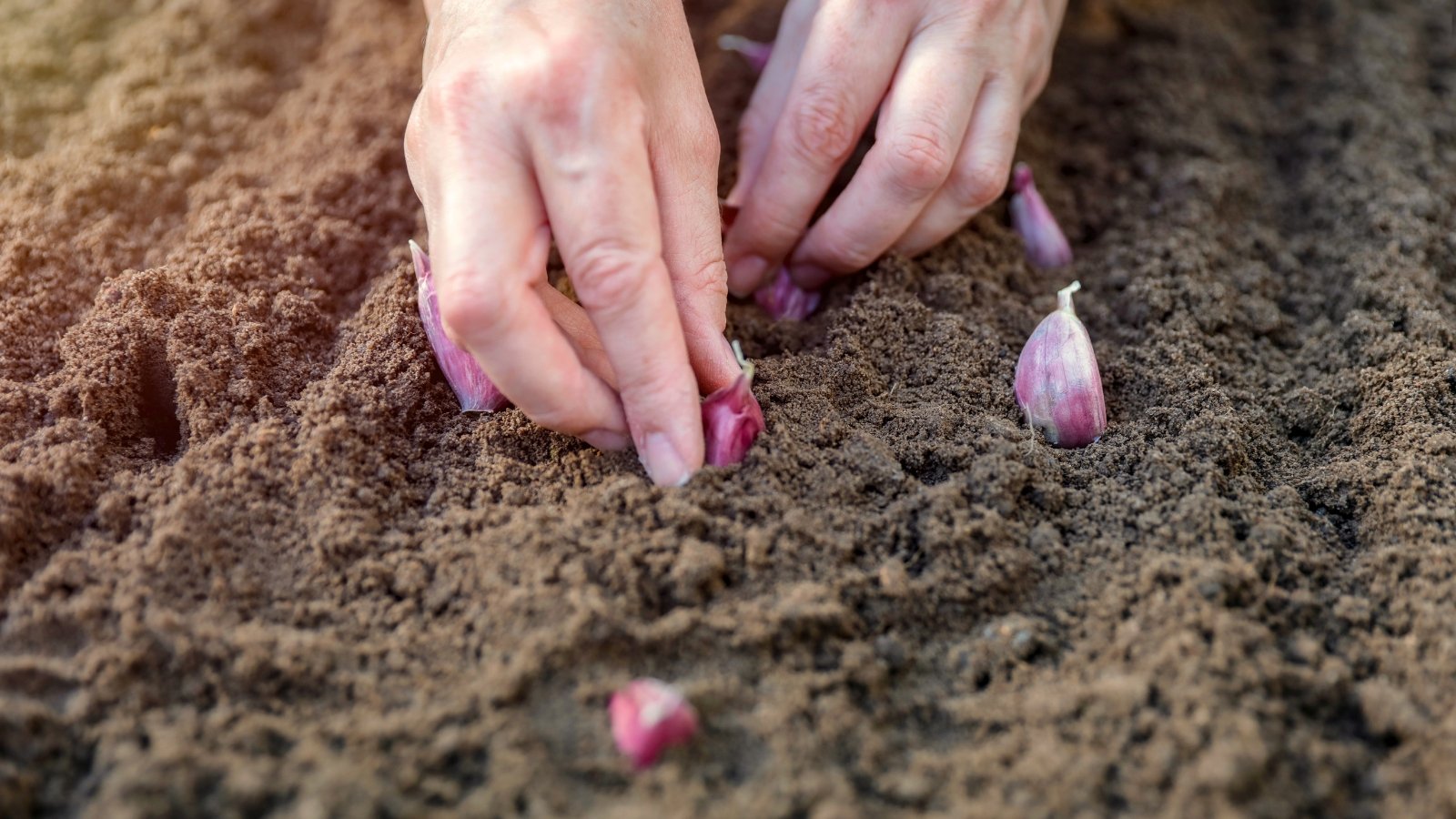 A woman's hands plant pinkish garlic cloves in loose brown soil.