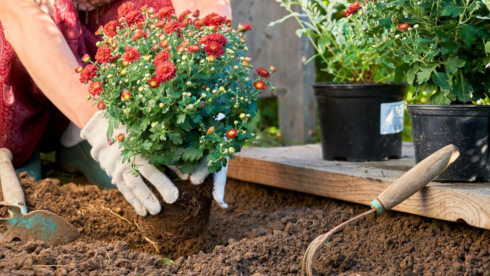 A woman’s hands in white gloves plant a bush with vibrant red, layered flowers and dark green serrated leaves into soil on a garden flower bed.